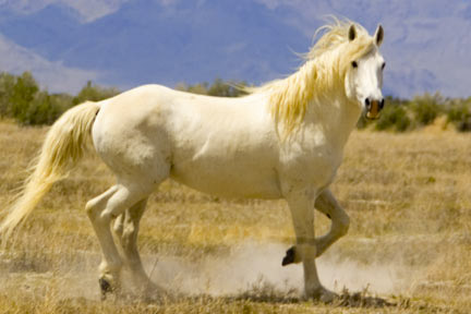 Wild Horse